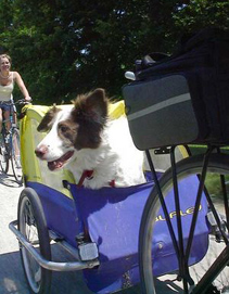 Maggie the biking dog
